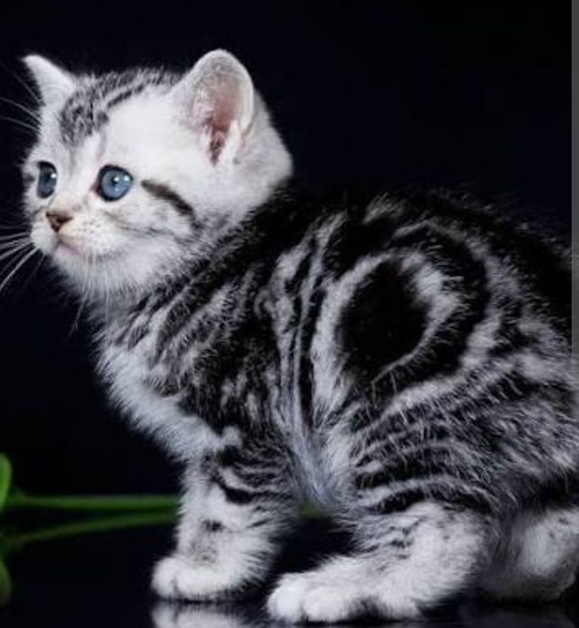Котята Мраморные , Шиншиллы , Бикалоры