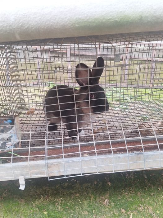 Продаються кролики