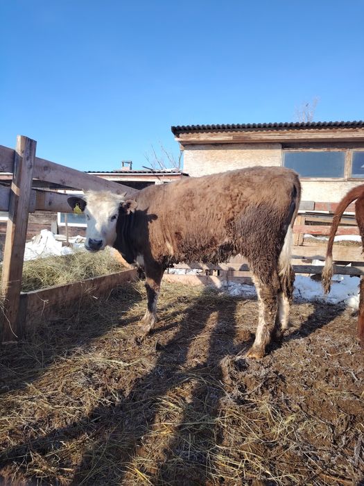 Продам двух тёлок.