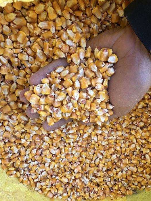 MAKKАJO‘XORI doni sotiladi