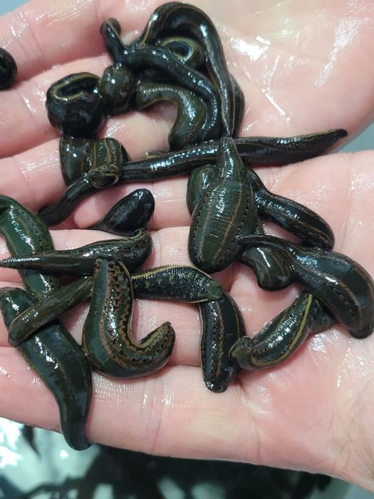 Зулук сотилади Самарканд шахар