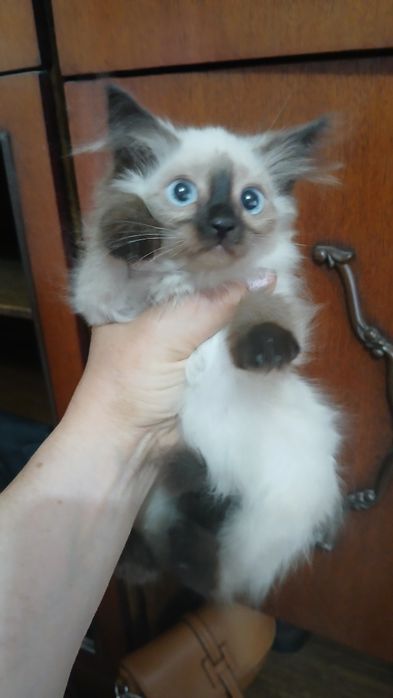 Отдам котёнка  в добрые руки