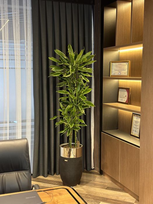 Растения премиум класса