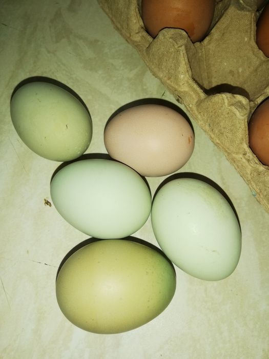 Продам яйца домашние