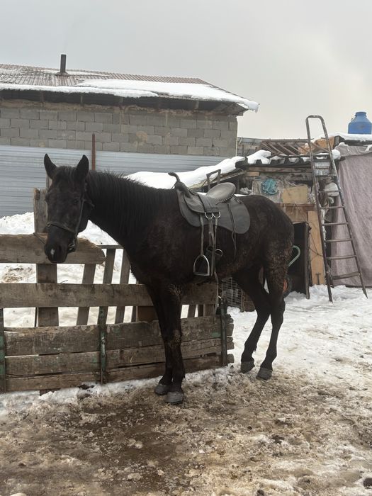 Асаламалекум осы кунан сатылады