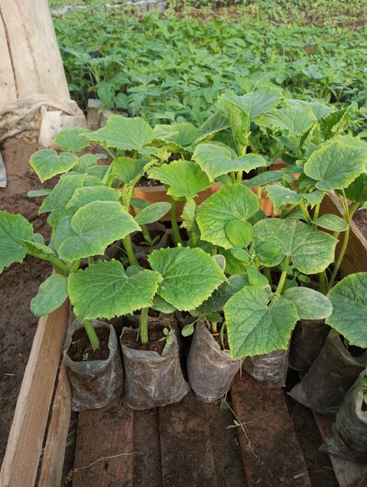 Pomidor bodiring nal sotamiz .