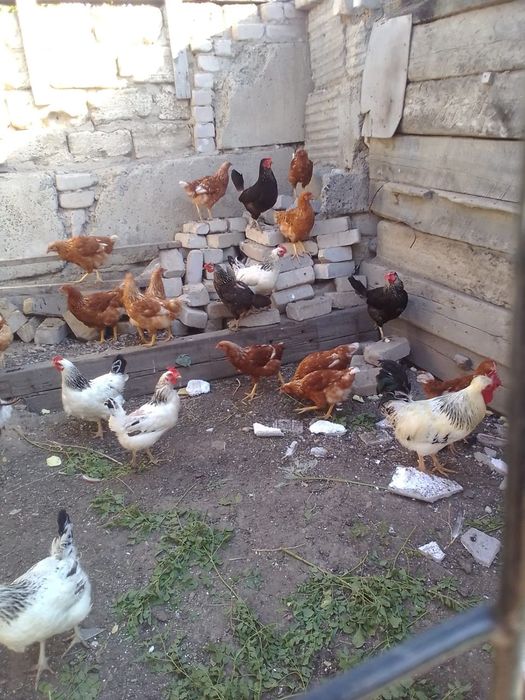 Продам курей домашние
