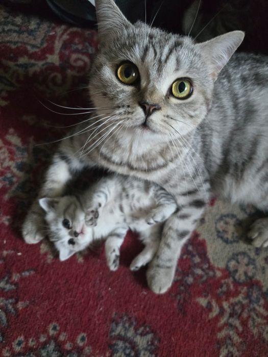 Котята Британцы предзаказ