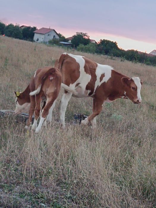 Vând o vacă și trei vițele și un taur