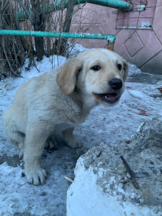 Щенок в хорошие руки