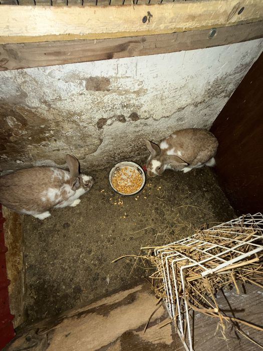 Iepuri de casă rasă mixtă