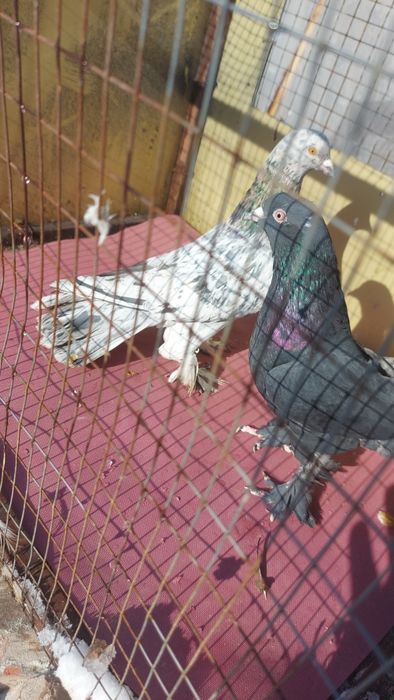 Голуби широкохвостые