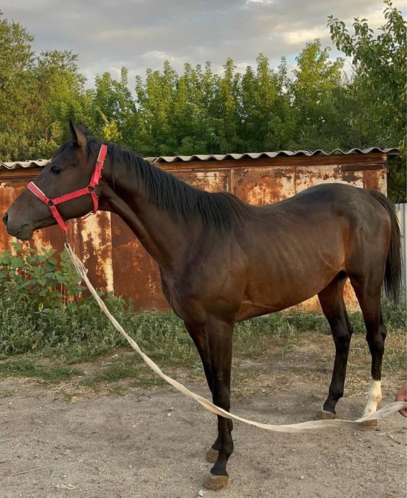 Таза канды кунан