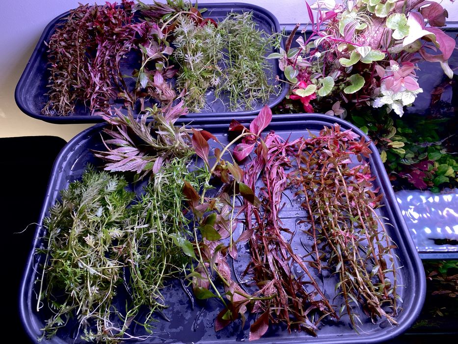 Plante acvariu plante acvatice