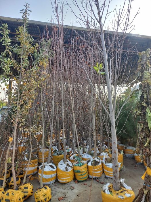 Каштан бор. Лола дарахти Павлония Берёза Крим сасна сотилади