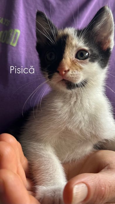 Donez 2 pui de pisică