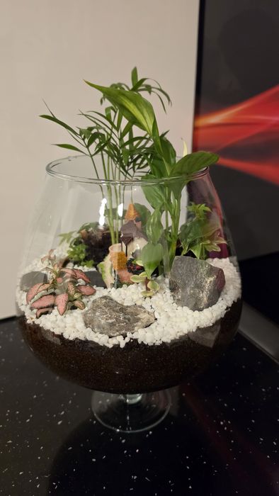 Terariu plante naturale