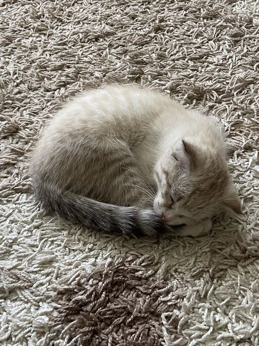 Кошка вислоухая 2 месяцев
