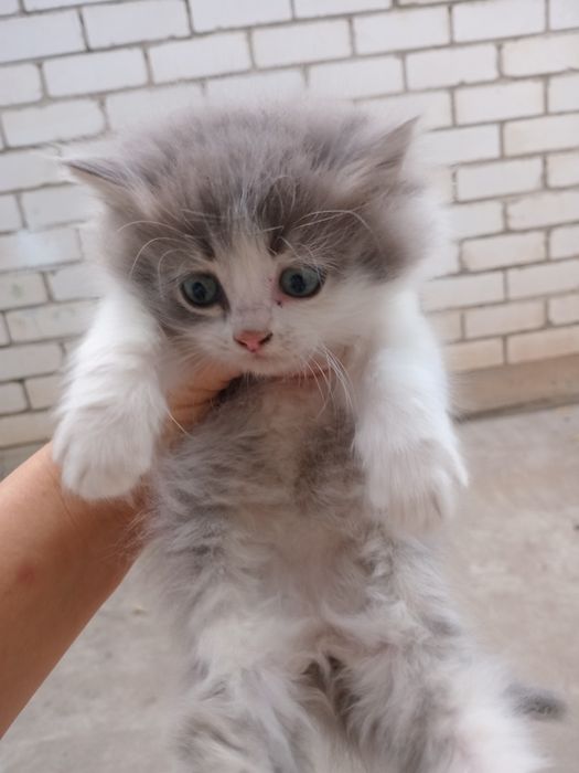 Отдам котят в добрые руки , 2 девочки и 2 мальчика .