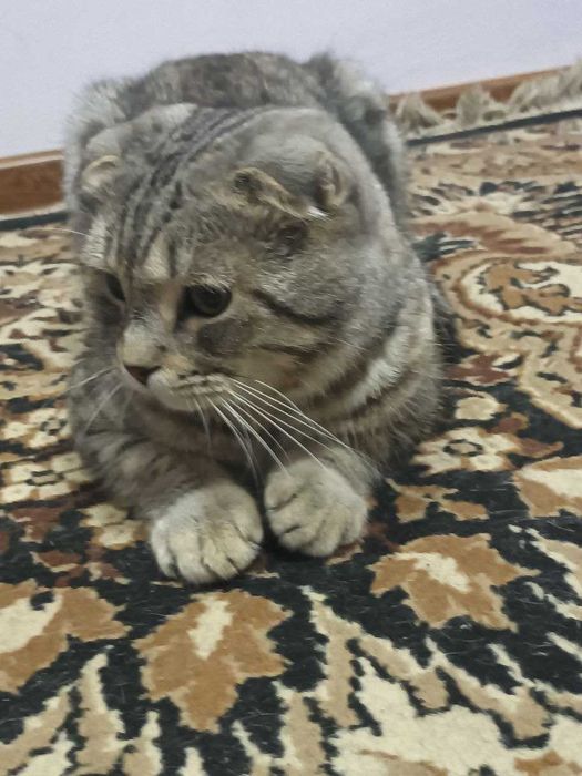 Продам кота в хорошие руки порода скотиш фолд