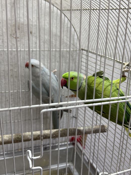 Papagali micul alexandru