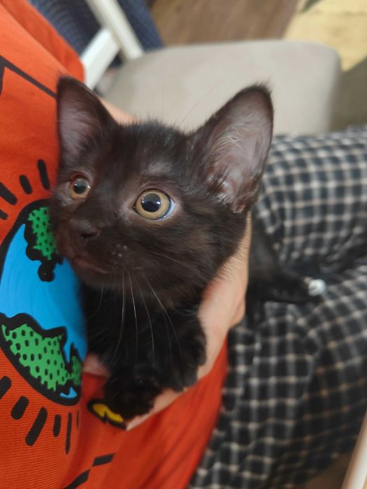 Black cat, 3 months