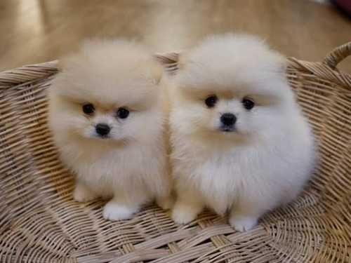 Померан мини мини