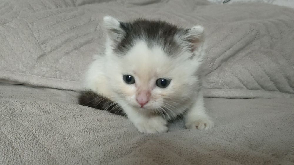 Отдам котят в добрый руки