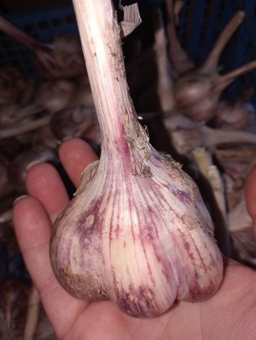 Продам чеснок крупный. Жгучий.