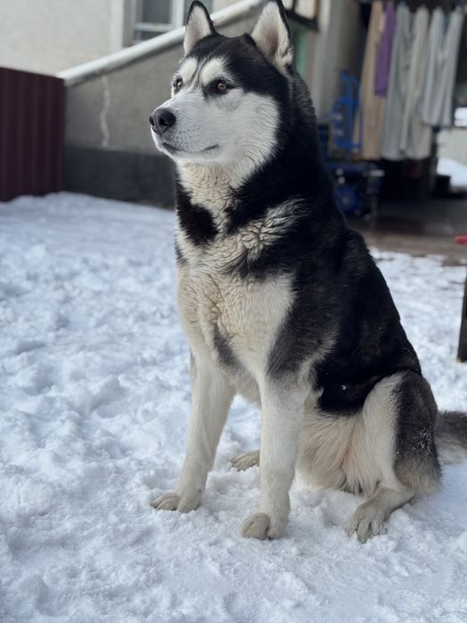 Кобель для вязки