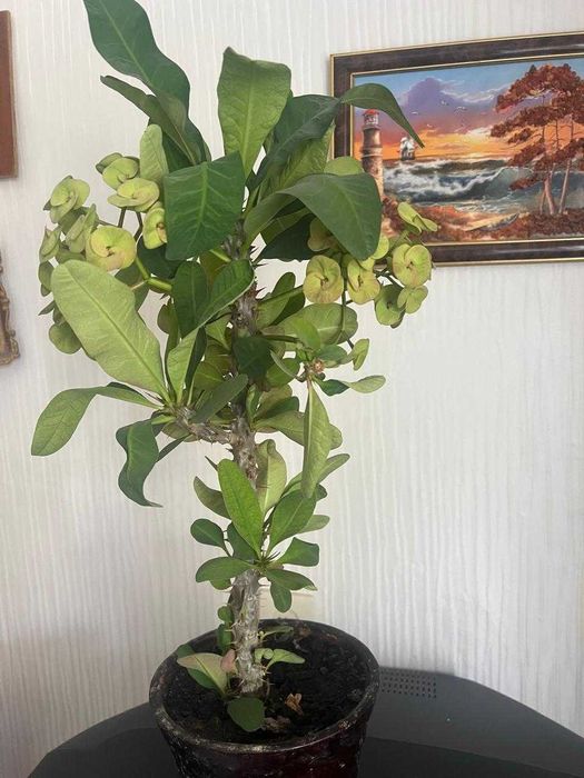 Комнатное растение МОЛОЧАЙ МИЛЯ