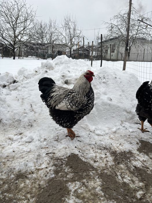 Vand cocosi si gaini wyandotte argintiu