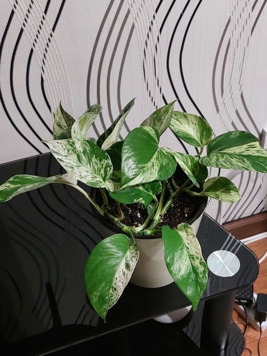 Эпипремнум золотистый