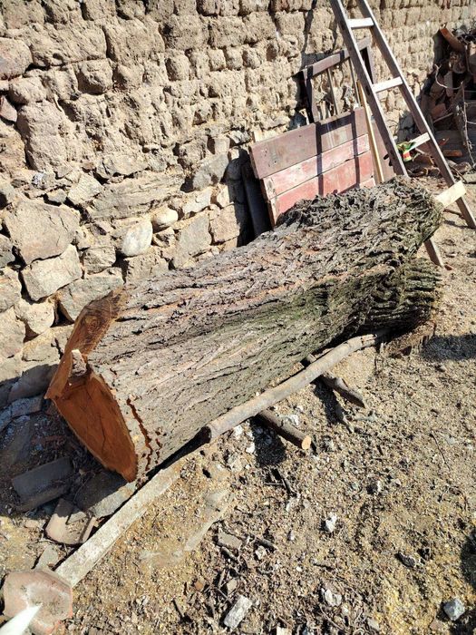 Ствол на черница