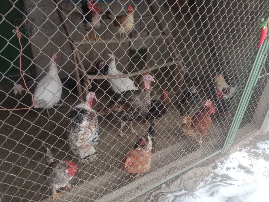 Индюки  и  Курицы