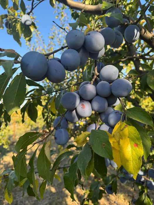 Prune de vanzare