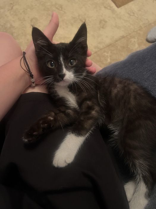котенок в добрые ручки