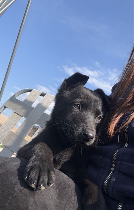 Catelusa ciobanesc german cauta casuta