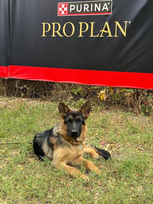 Продам шенка Немецкой овчарки