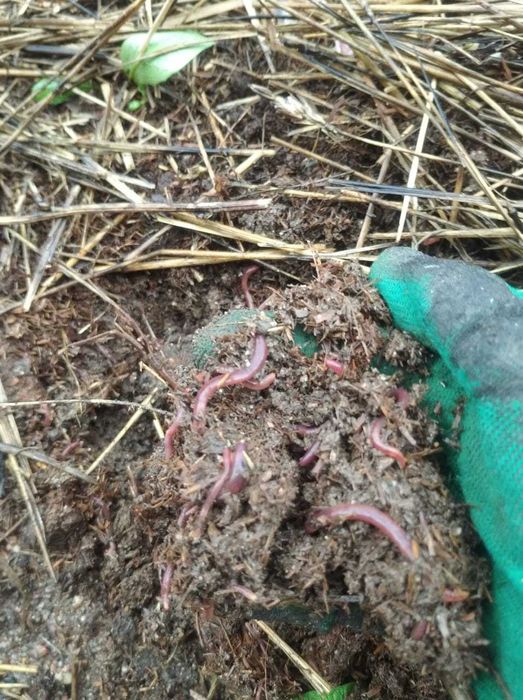 калифорнийские черви