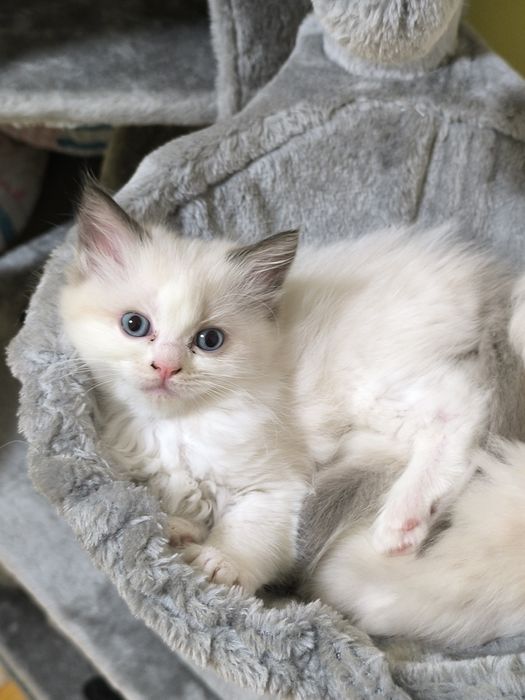 Ragdoll Cats / Регдол Котенца