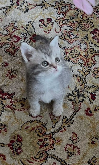 отдам котят мальчиков в добрые руки