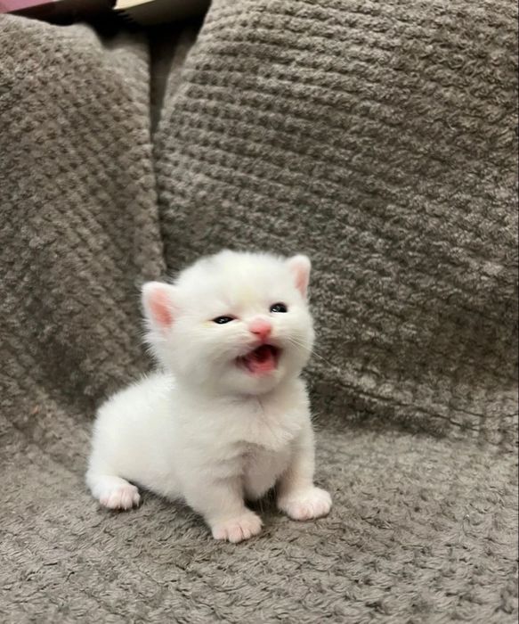 Отдам котят в добрые руки
