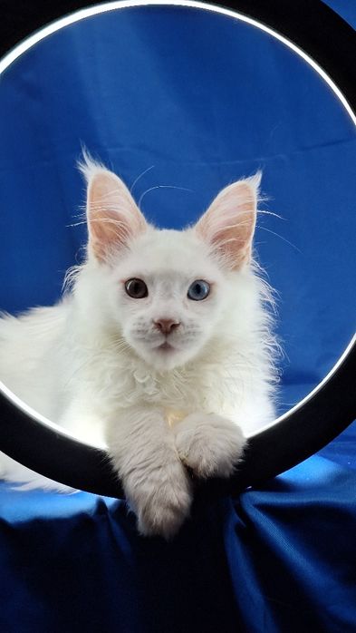 Котята мейн-кун из питомника