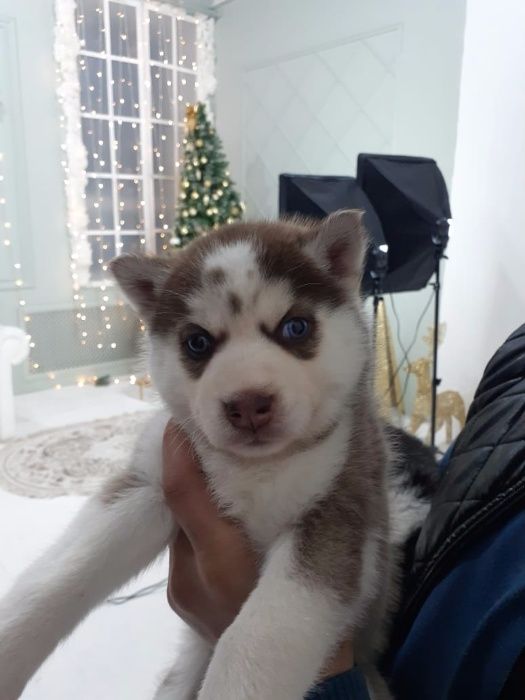 Шоколадная принцесса