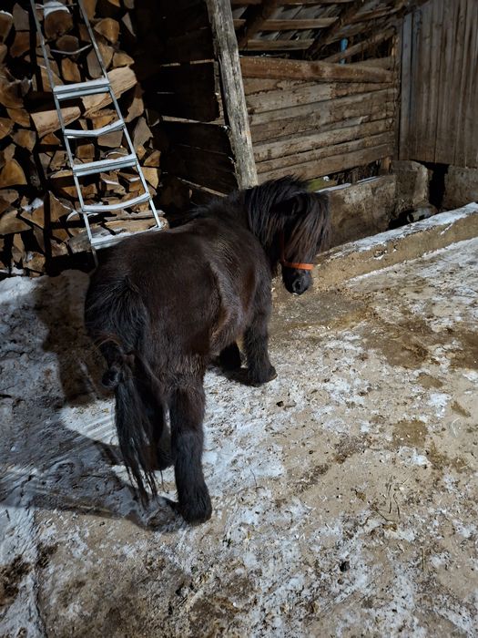 Vand poneita gestanta