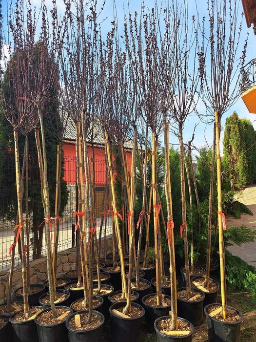 Vând mesteacăn 3-5m