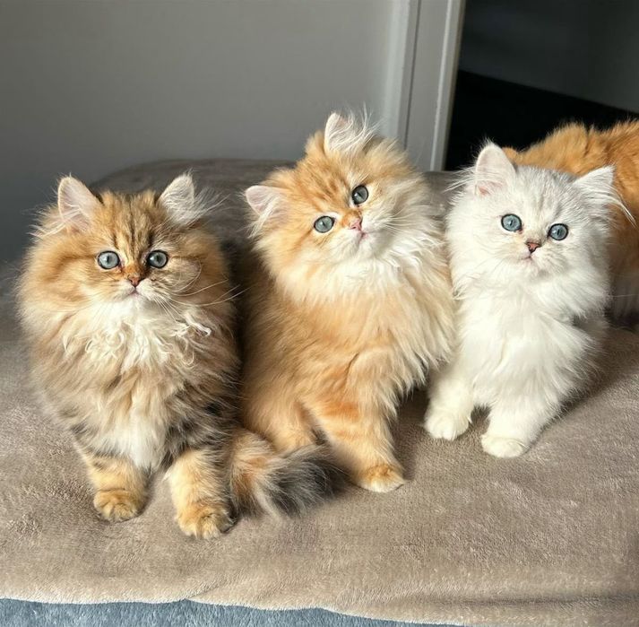 Кошка Шиншилла пушистая срочно