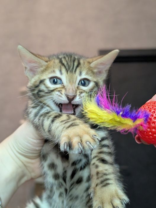Бенгальские котята