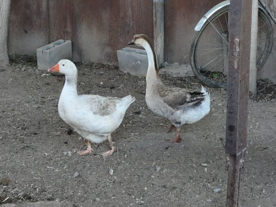 Продам гусей домашних